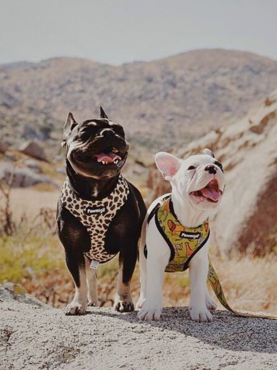 Wild Thing Leash Kit – Leash Kit | Doggo Dream Shop