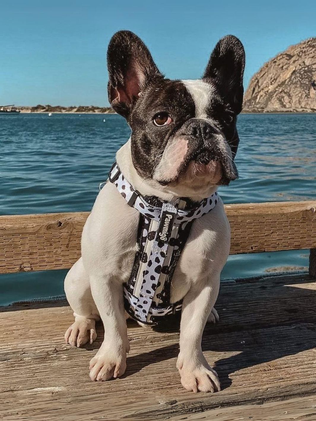 Polka Dog X-Fit Harness – X-Fit Harness | Doggo Dream Shop