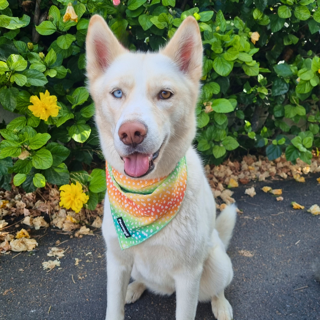 Chasing Rainbows Cooling Bandana – Seasonal Bandana | Doggo Dream Shop