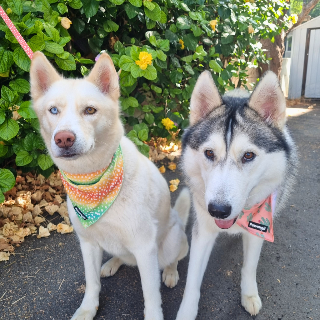 Chasing Rainbows Cooling Bandana – Seasonal Bandana | Doggo Dream Shop