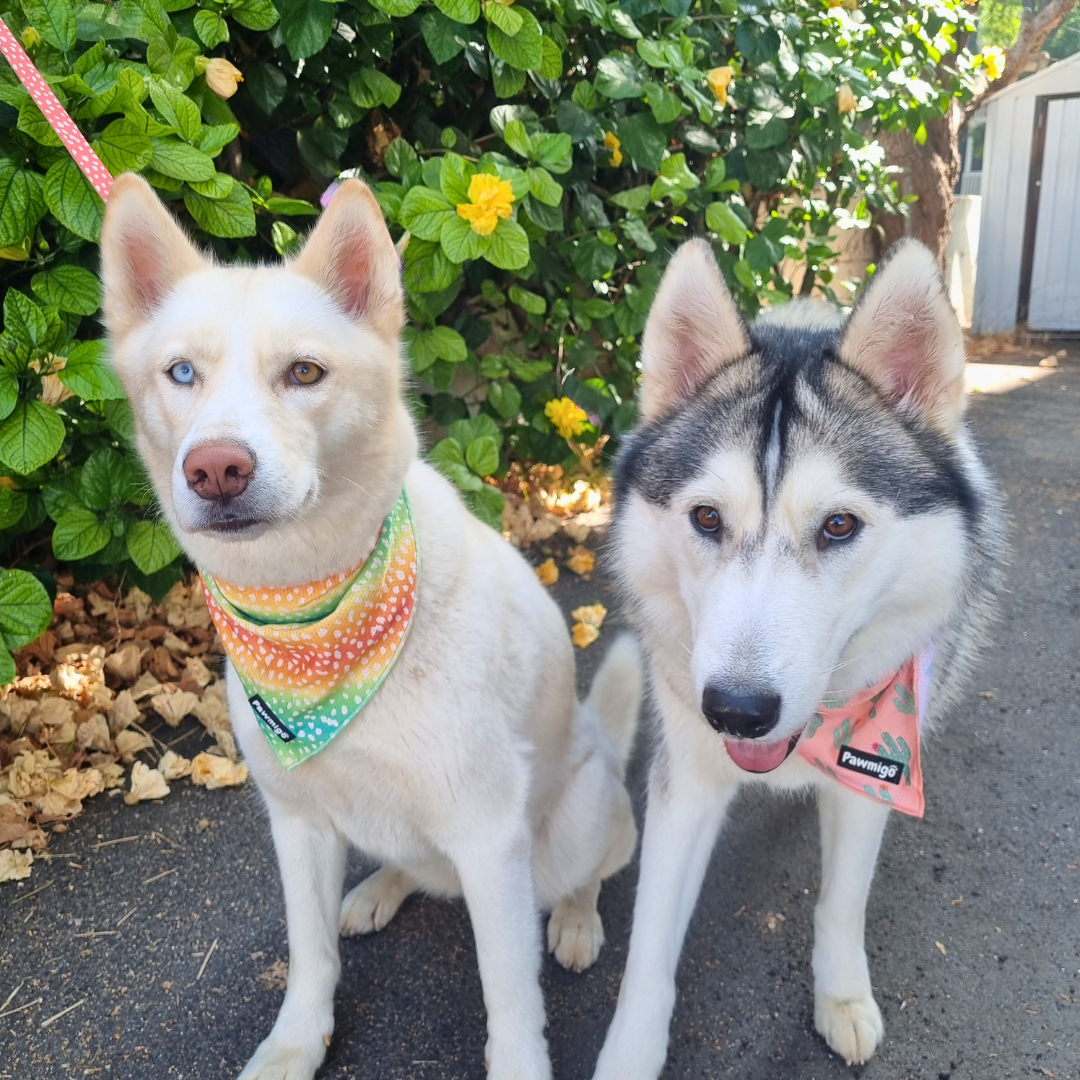 Succa For You Cooling Bandana – Seasonal Bandana | Doggo Dream Shop