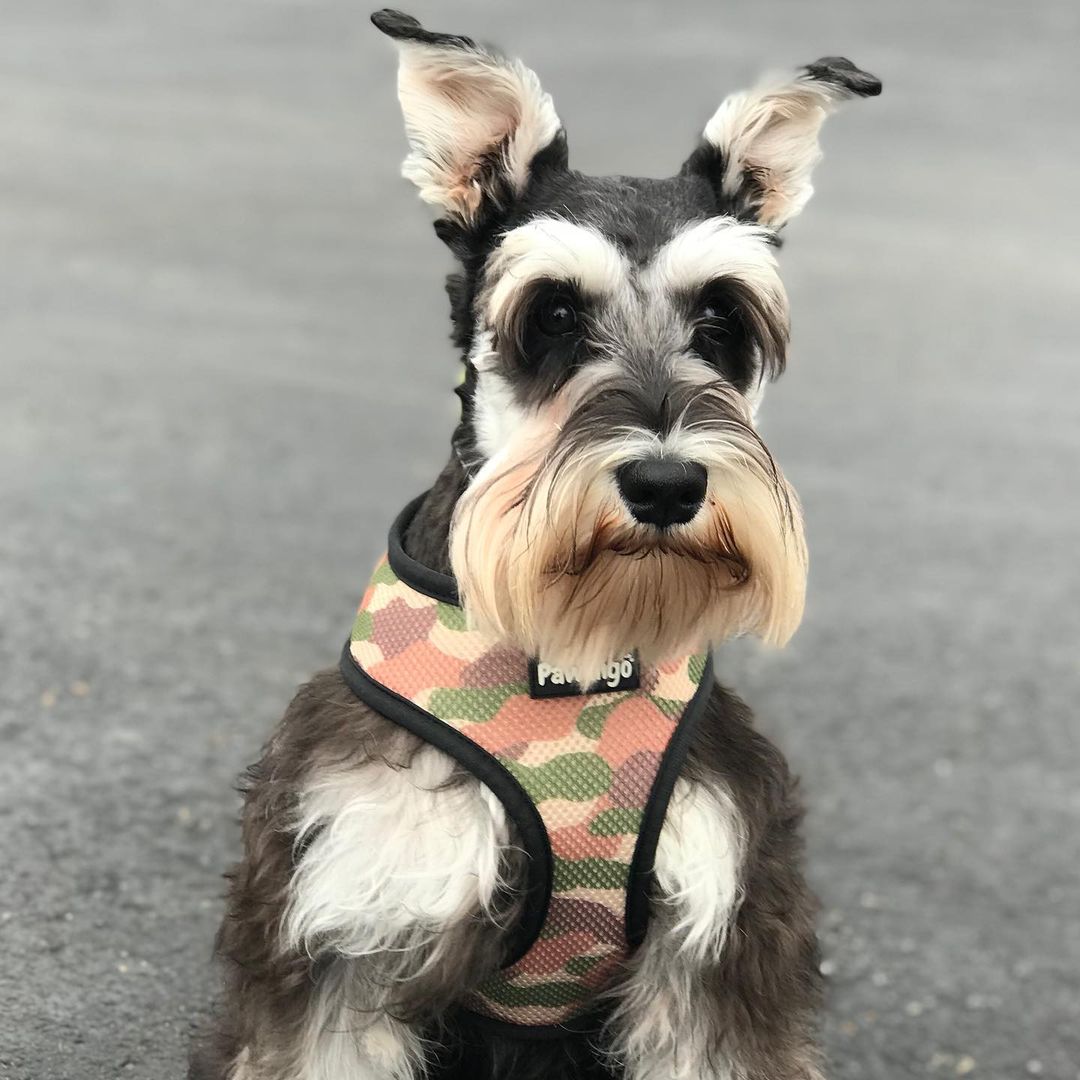 Jurassic Bark Reversible Harness – Reversible Harness | Doggo Dream Shop