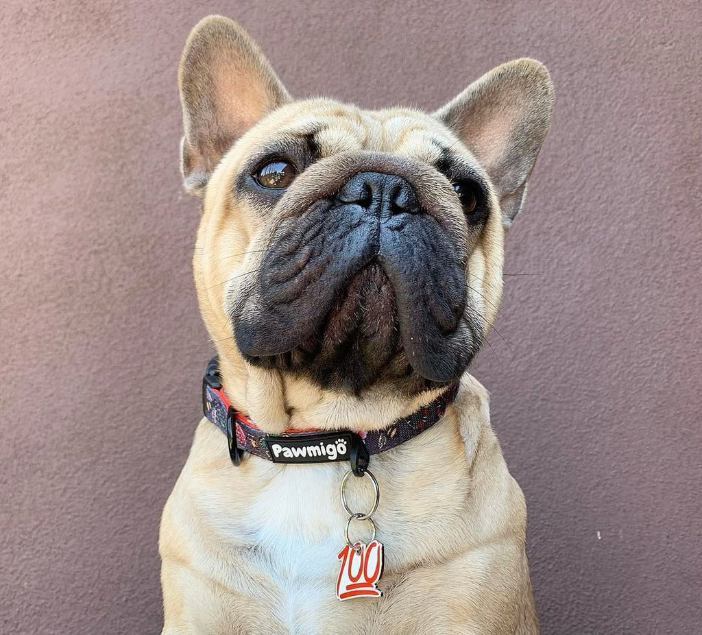 May Flowers Collar – Collar | Doggo Dream Shop