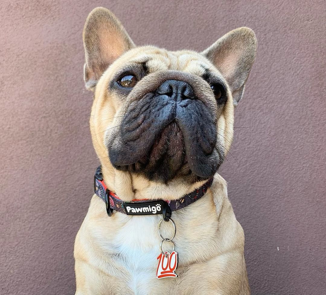 May Flowers Collar – Collar | Doggo Dream Shop