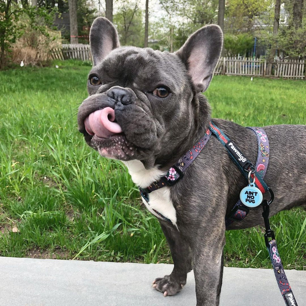 May Flowers Free-Fit Harness – Free-Fit Harness | Doggo Dream Shop