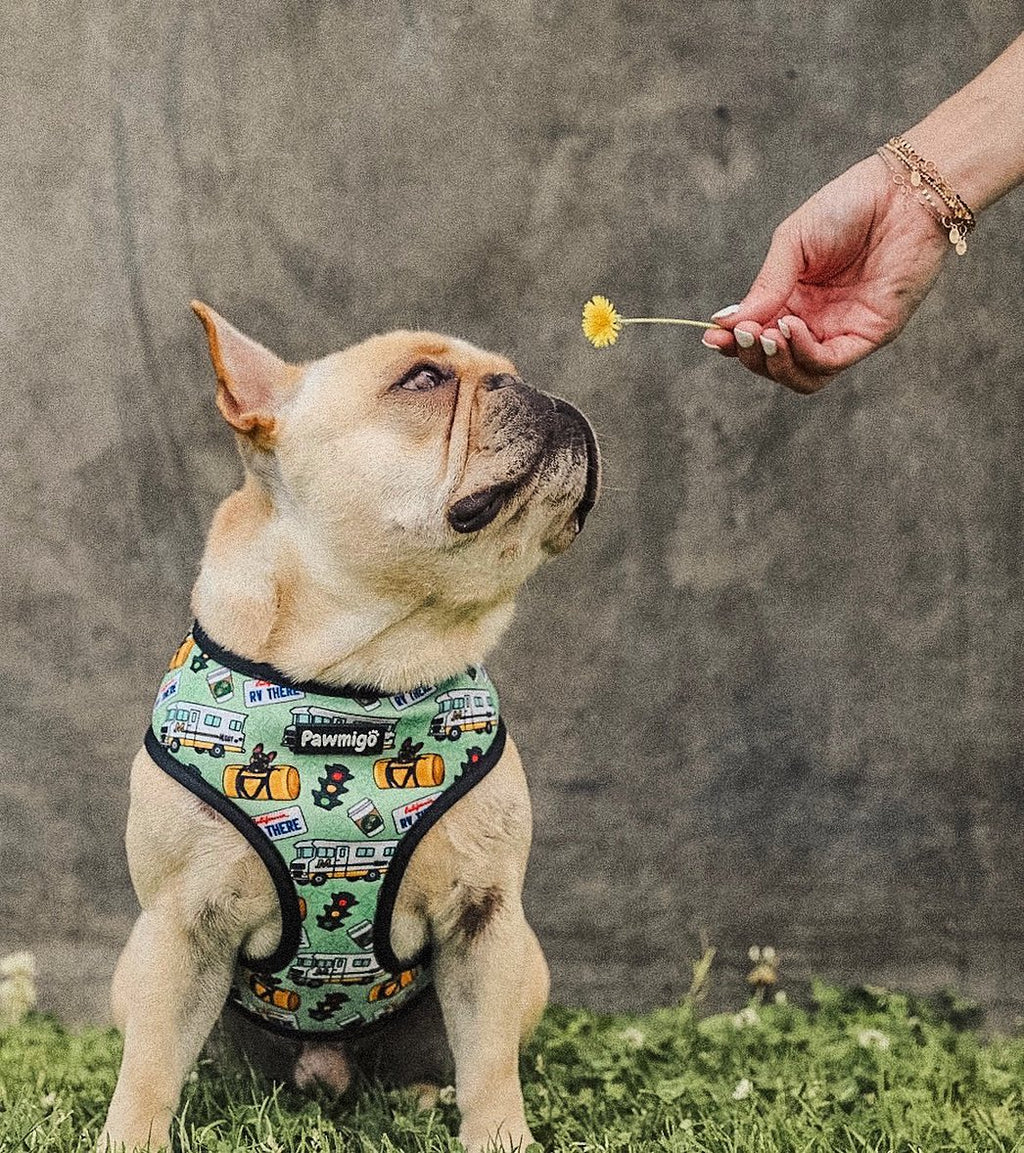 Muddy Paws Reversible Harness – Reversible Harness | Doggo Dream Shop