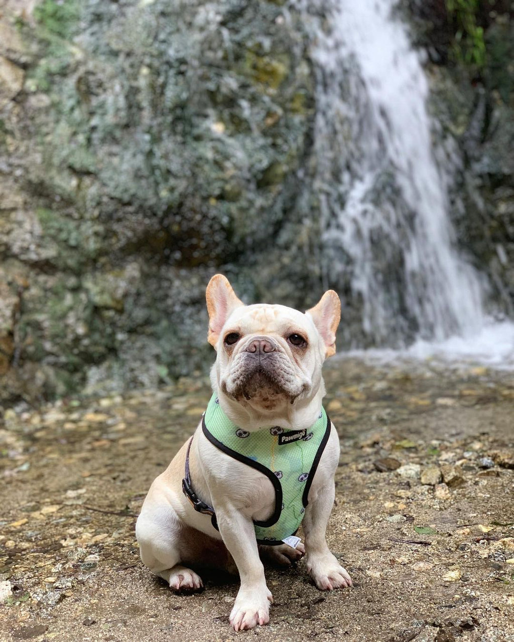 Muddy Paws Reversible Harness – Reversible Harness | Doggo Dream Shop