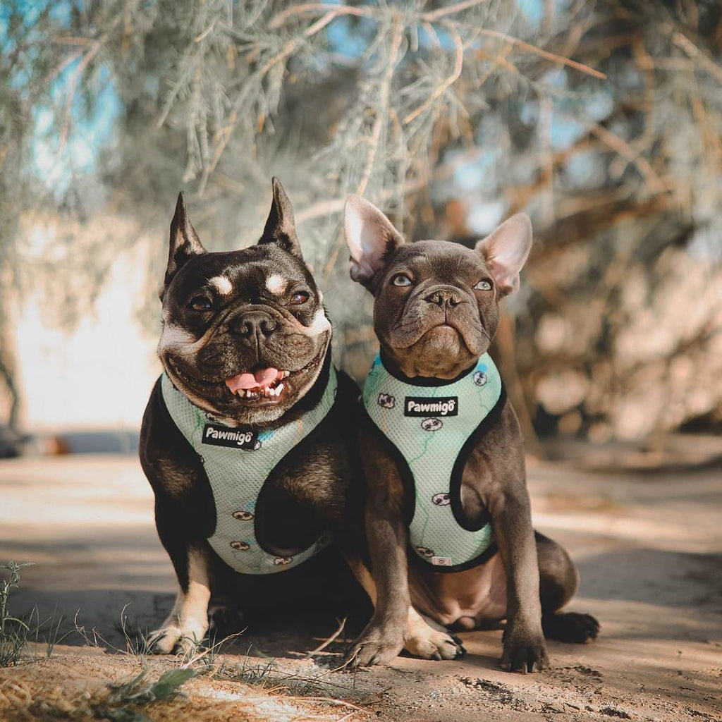 Muddy Paws Reversible Harness – Reversible Harness | Doggo Dream Shop