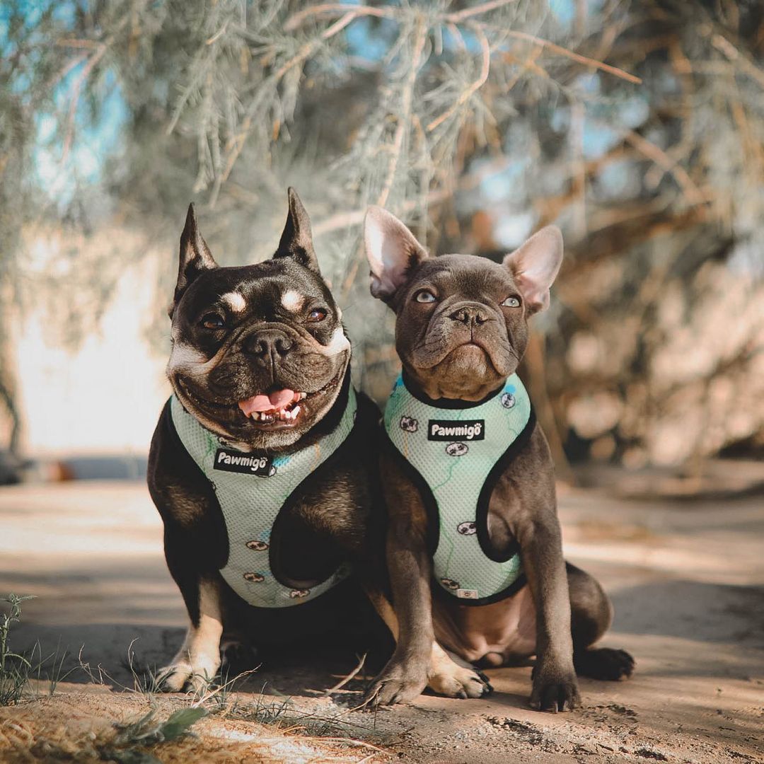 Muddy Paws Reversible Harness – Reversible Harness | Doggo Dream Shop