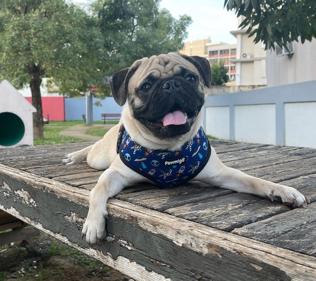Extra-Furrestrial Reversible Harness – Reversible Harness | Doggo Dream Shop