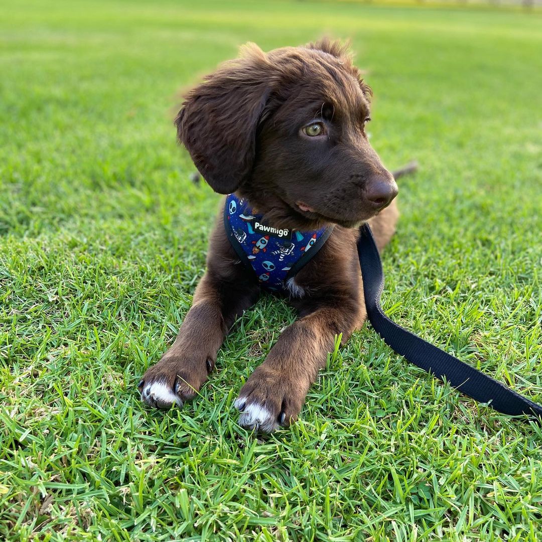 Extra-Furrestrial Reversible Harness – Reversible Harness | Doggo Dream Shop