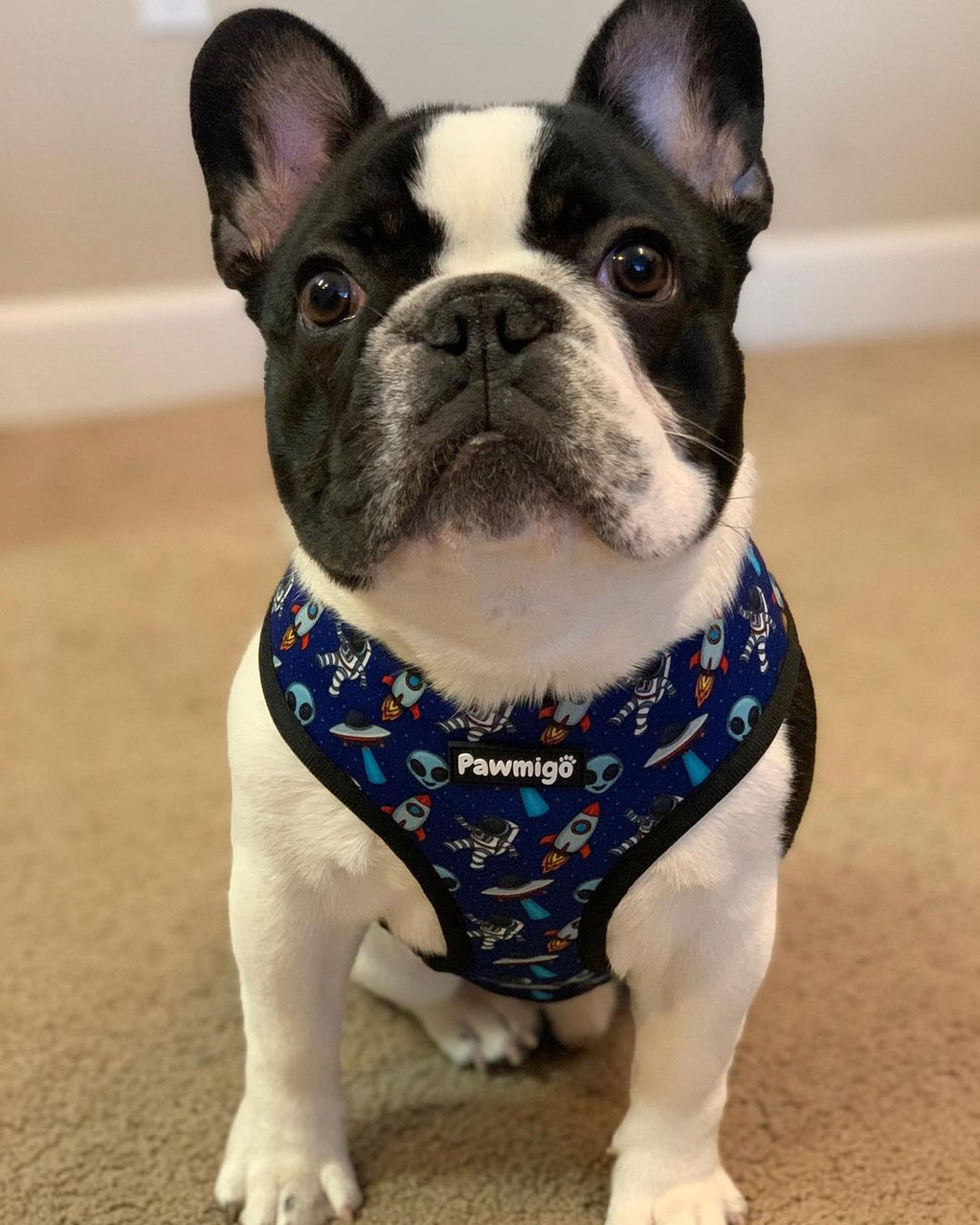 Extra-Furrestrial Reversible Harness – Reversible Harness | Doggo Dream Shop