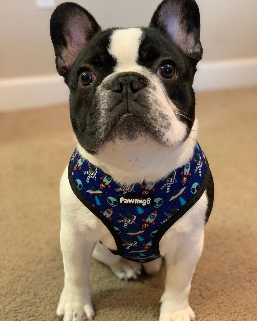 Extra-Furrestrial Reversible Harness – Reversible Harness | Doggo Dream Shop