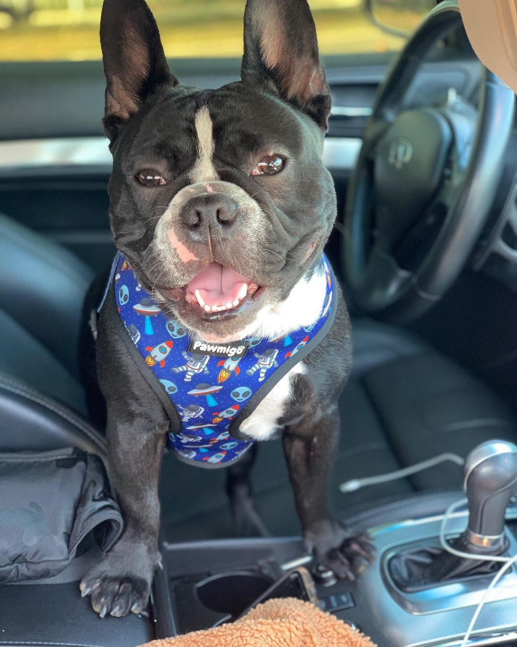 Extra-Furrestrial Reversible Harness – Reversible Harness | Doggo Dream Shop