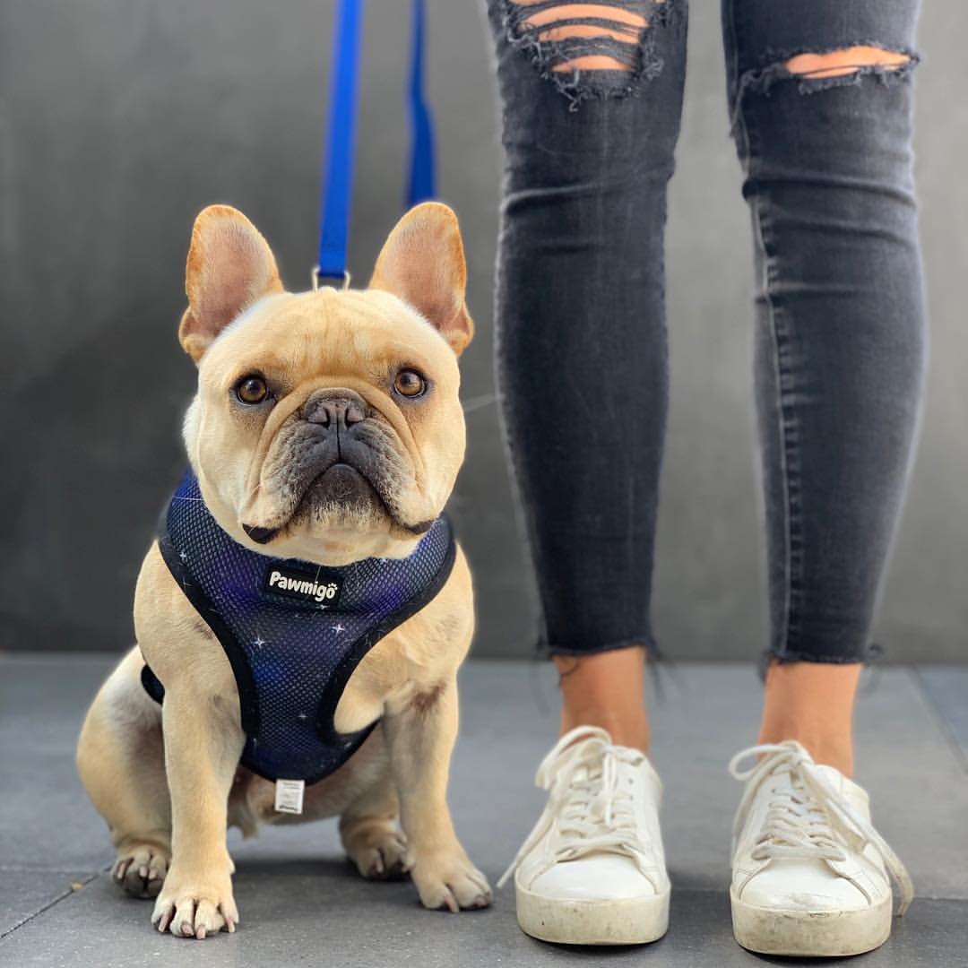 Extra-Furrestrial Reversible Harness – Reversible Harness | Doggo Dream Shop
