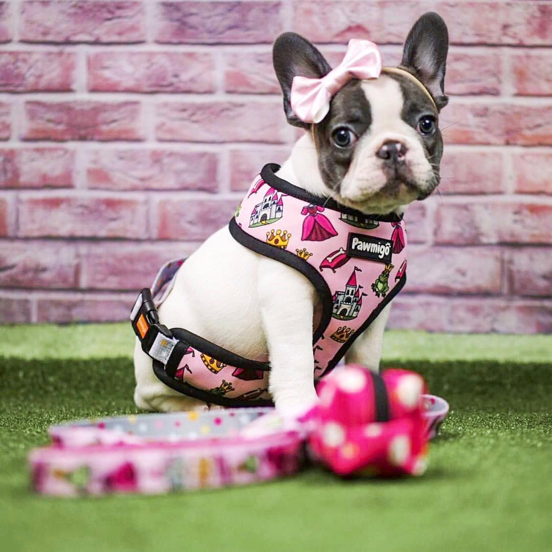 Fairytail Leash Kit – Leash Kit | Doggo Dream Shop