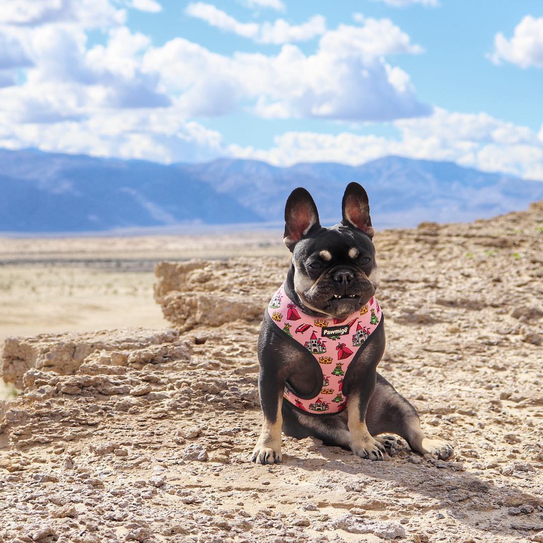 Fairytail Reversible Harness – Reversible Harness | Doggo Dream Shop
