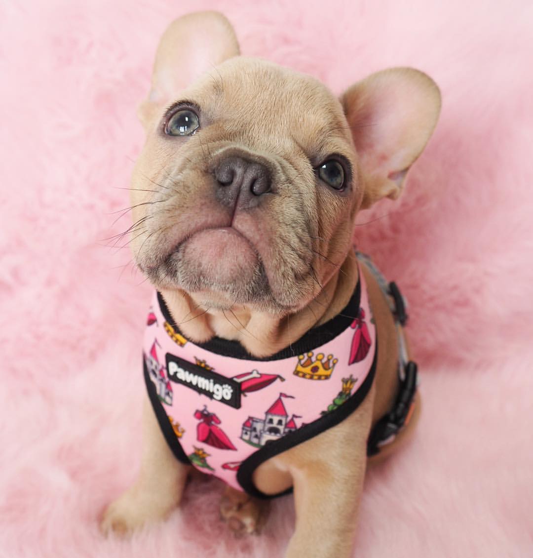 Fairytail Reversible Harness – Reversible Harness | Doggo Dream Shop