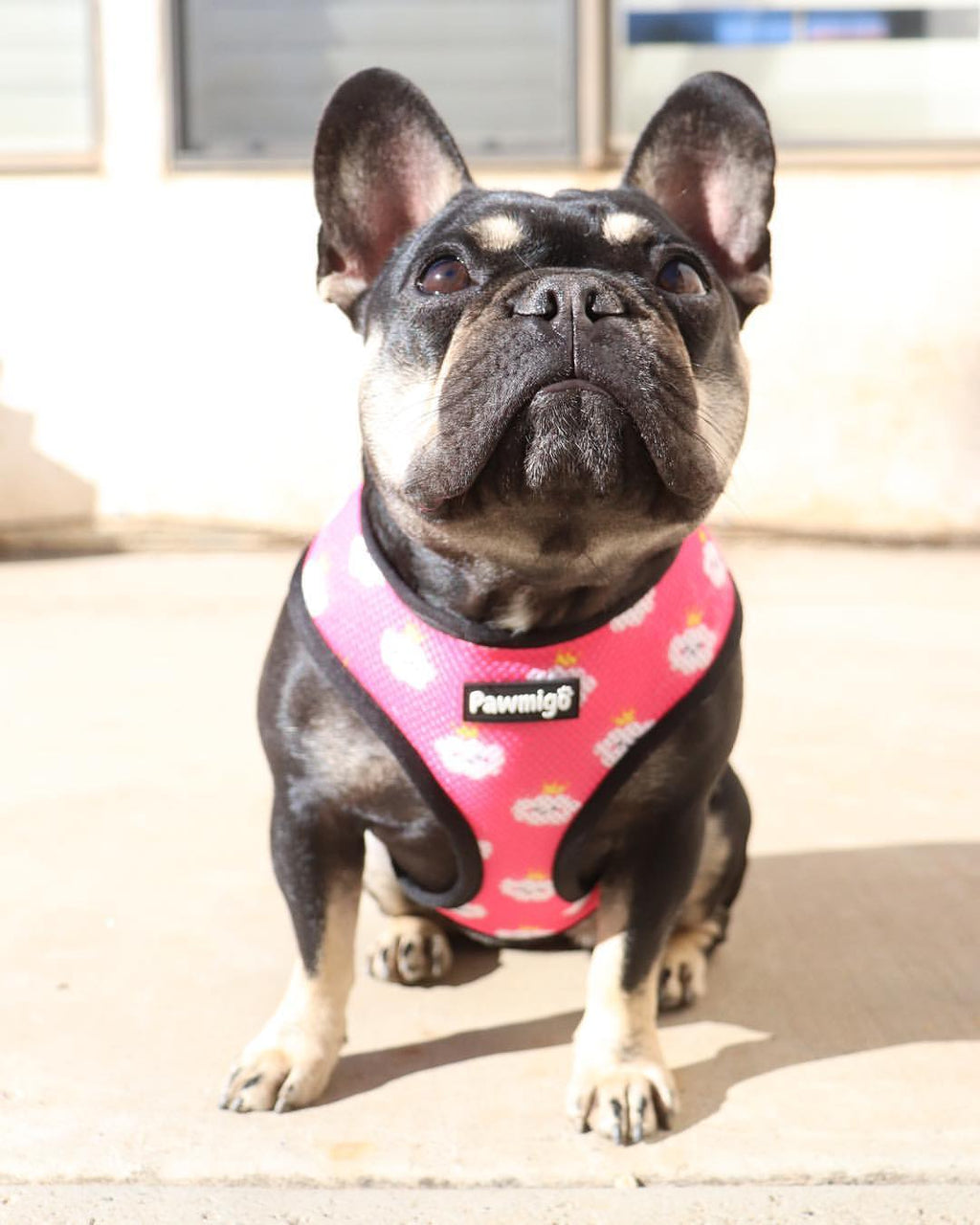 Fairytail Reversible Harness – Reversible Harness | Doggo Dream Shop