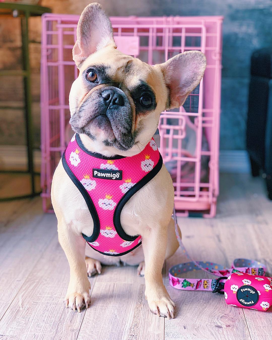 Fairytail Reversible Harness – Reversible Harness | Doggo Dream Shop