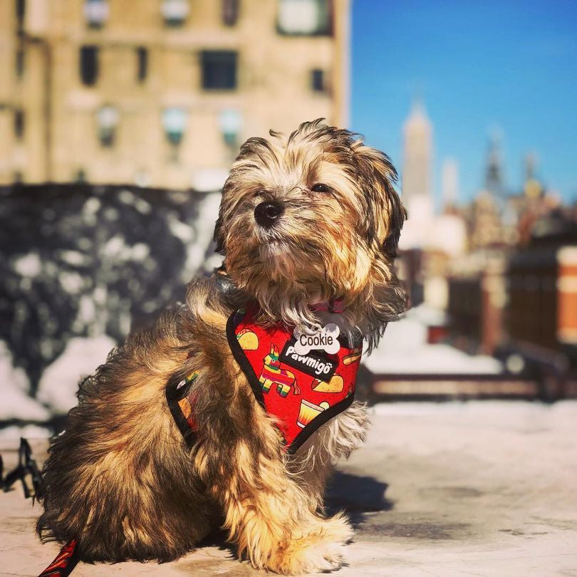 Taco Tuesday Reversible Harness – Reversible Harness | Doggo Dream Shop
