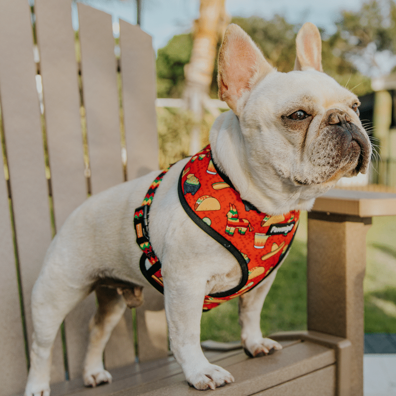 Taco Tuesday Reversible Harness – Reversible Harness | Doggo Dream Shop