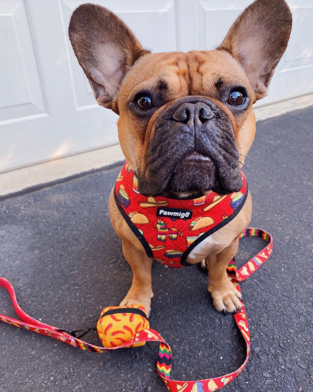 Taco Tuesday Reversible Harness – Reversible Harness | Doggo Dream Shop
