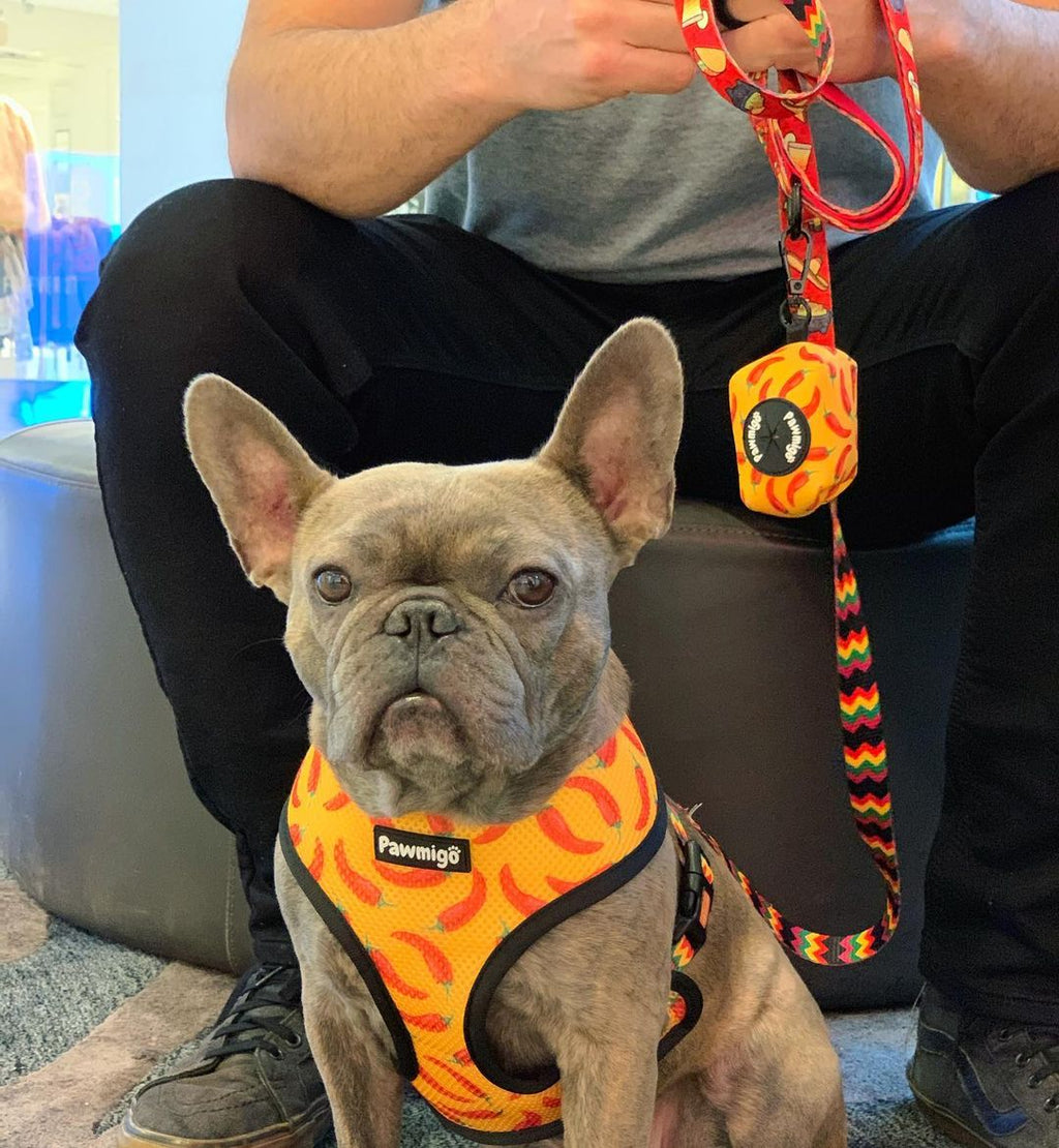 Taco Tuesday Leash Kit – Leash Kit | Doggo Dream Shop
