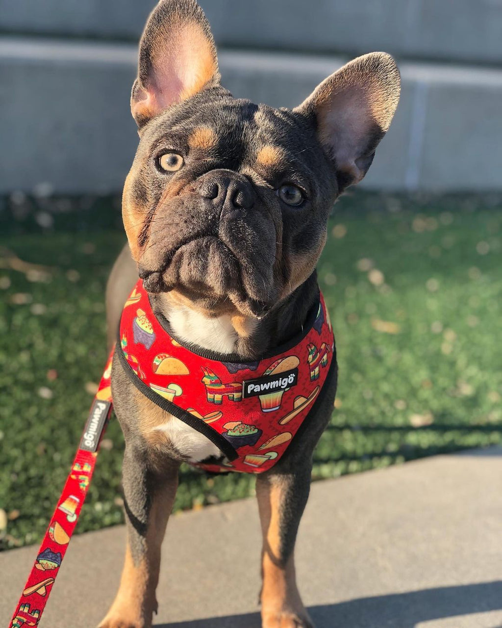 Taco Tuesday Reversible Harness – Reversible Harness | Doggo Dream Shop
