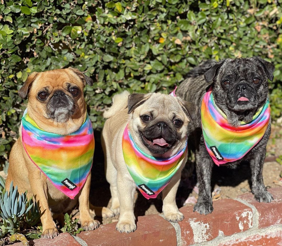 Tie-Dye For Cooling Bandana – Seasonal Bandana | Doggo Dream Shop