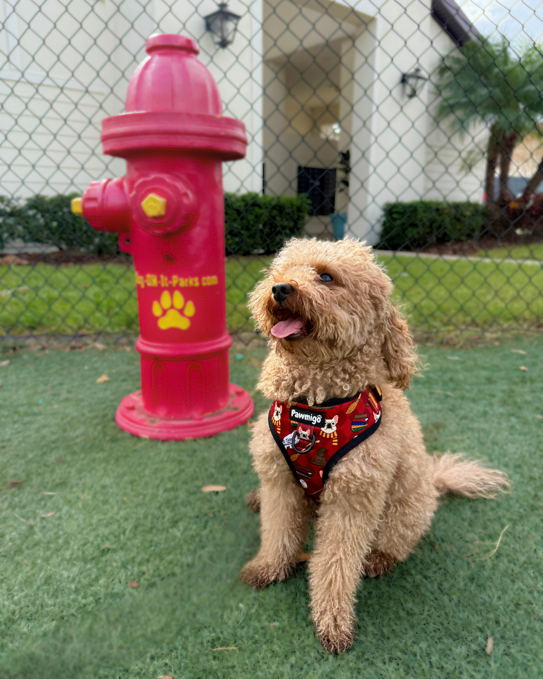 Pawgwarts Everyday Adjustable No-Pull Dog Harness – Adjustable Harness | Doggo Dream Shop
