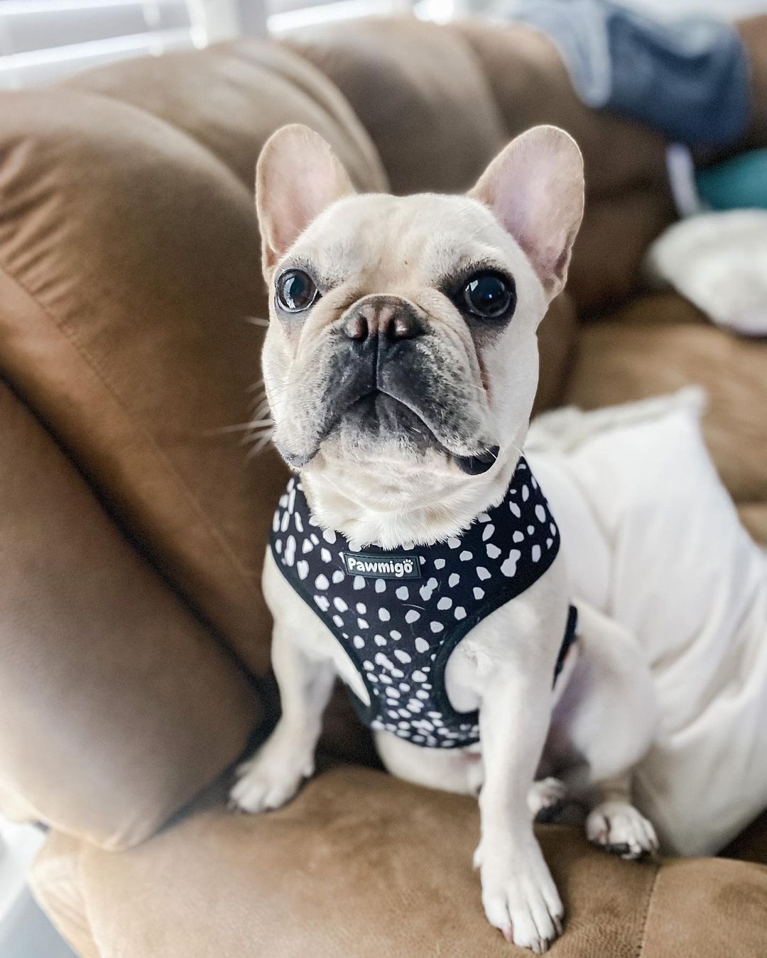Polka Dog Reversible Harness – Reversible Harness | Doggo Dream Shop