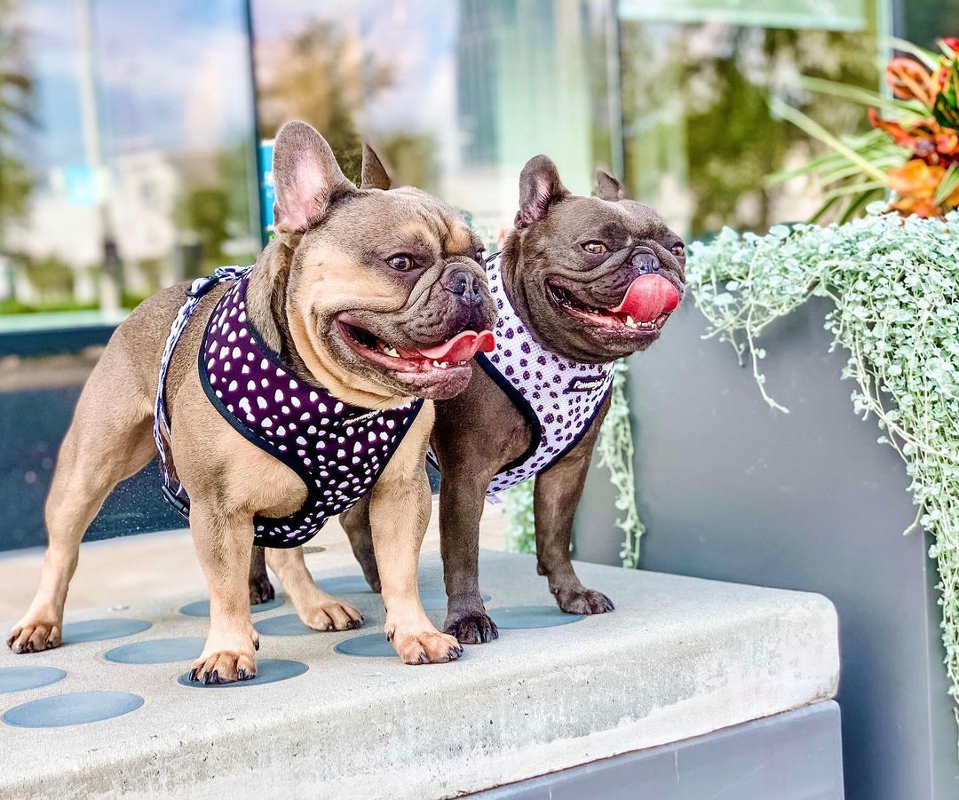 Polka Dog Reversible Harness – Reversible Harness | Doggo Dream Shop