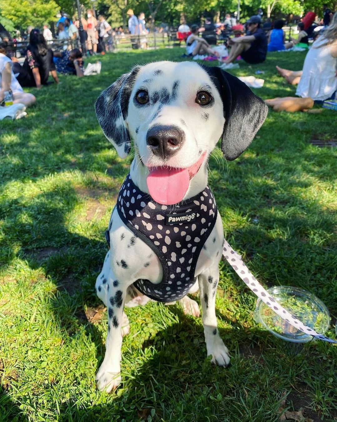 Polka Dog Reversible Harness – Reversible Harness | Doggo Dream Shop