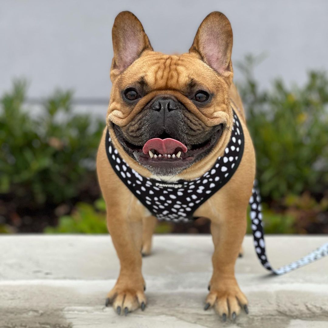 Polka Dog Reversible Harness – Reversible Harness | Doggo Dream Shop