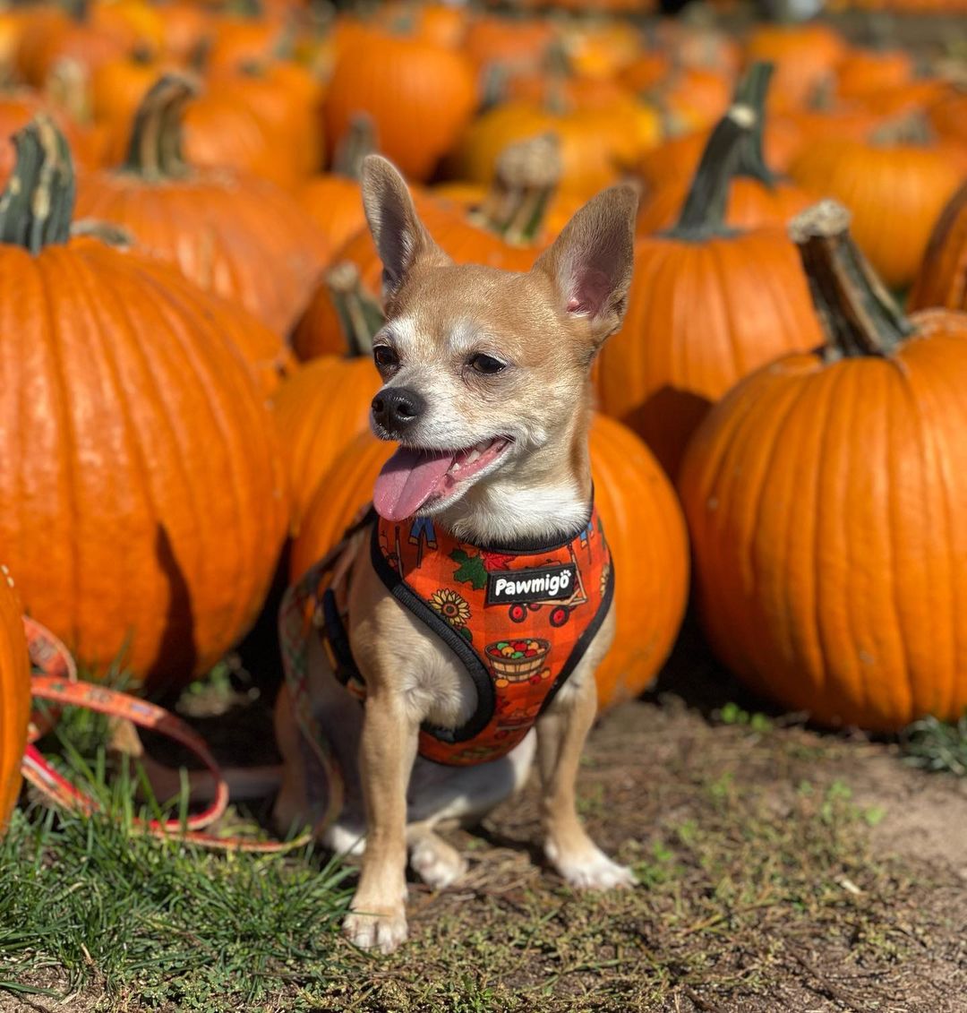 Pupkin Patch Reversible Harness – Reversible Harness | Doggo Dream Shop