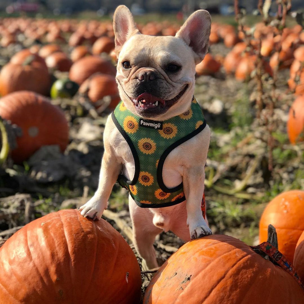 Pupkin Patch Reversible Harness – Reversible Harness | Doggo Dream Shop