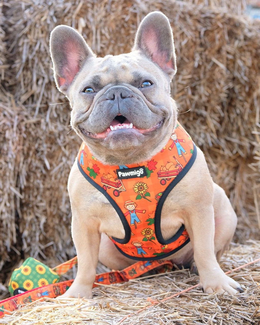 Pupkin Patch Reversible Harness – Reversible Harness | Doggo Dream Shop