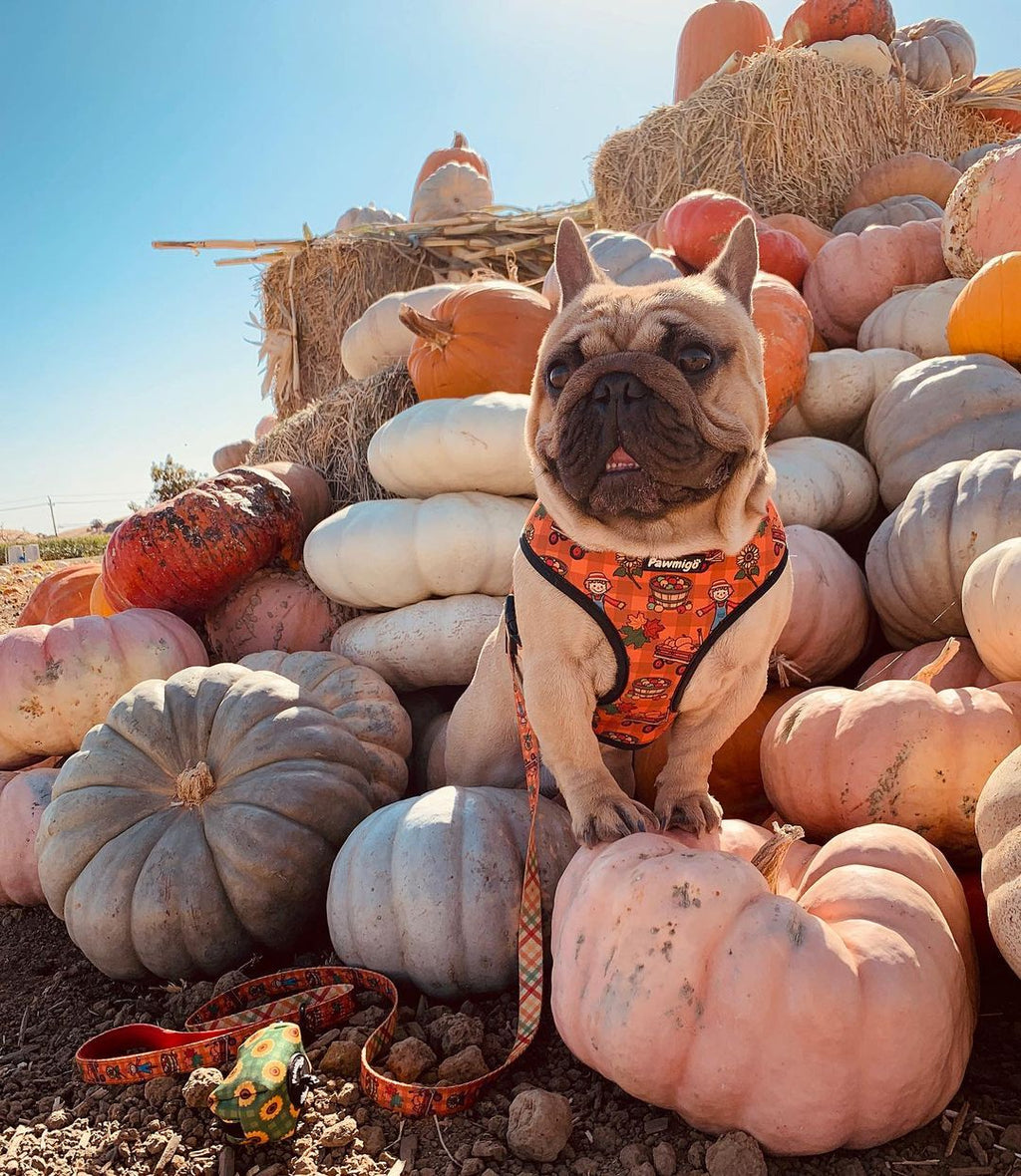 Pupkin Patch Reversible Harness – Reversible Harness | Doggo Dream Shop