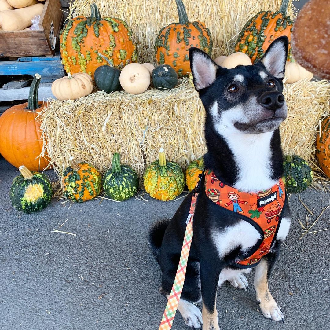 Pupkin Patch Reversible Harness – Reversible Harness | Doggo Dream Shop