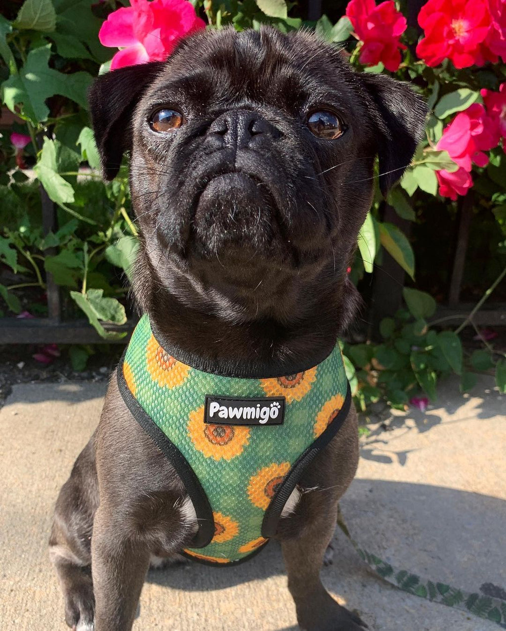 Pupkin Patch Reversible Harness – Reversible Harness | Doggo Dream Shop