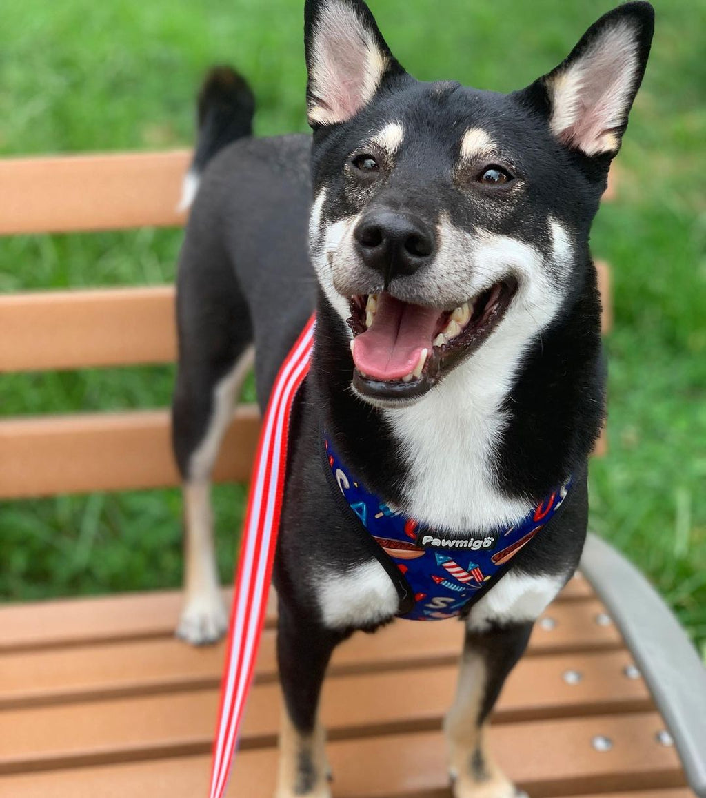 Red, White & Bark Leash Kit – Leash Kit | Doggo Dream Shop