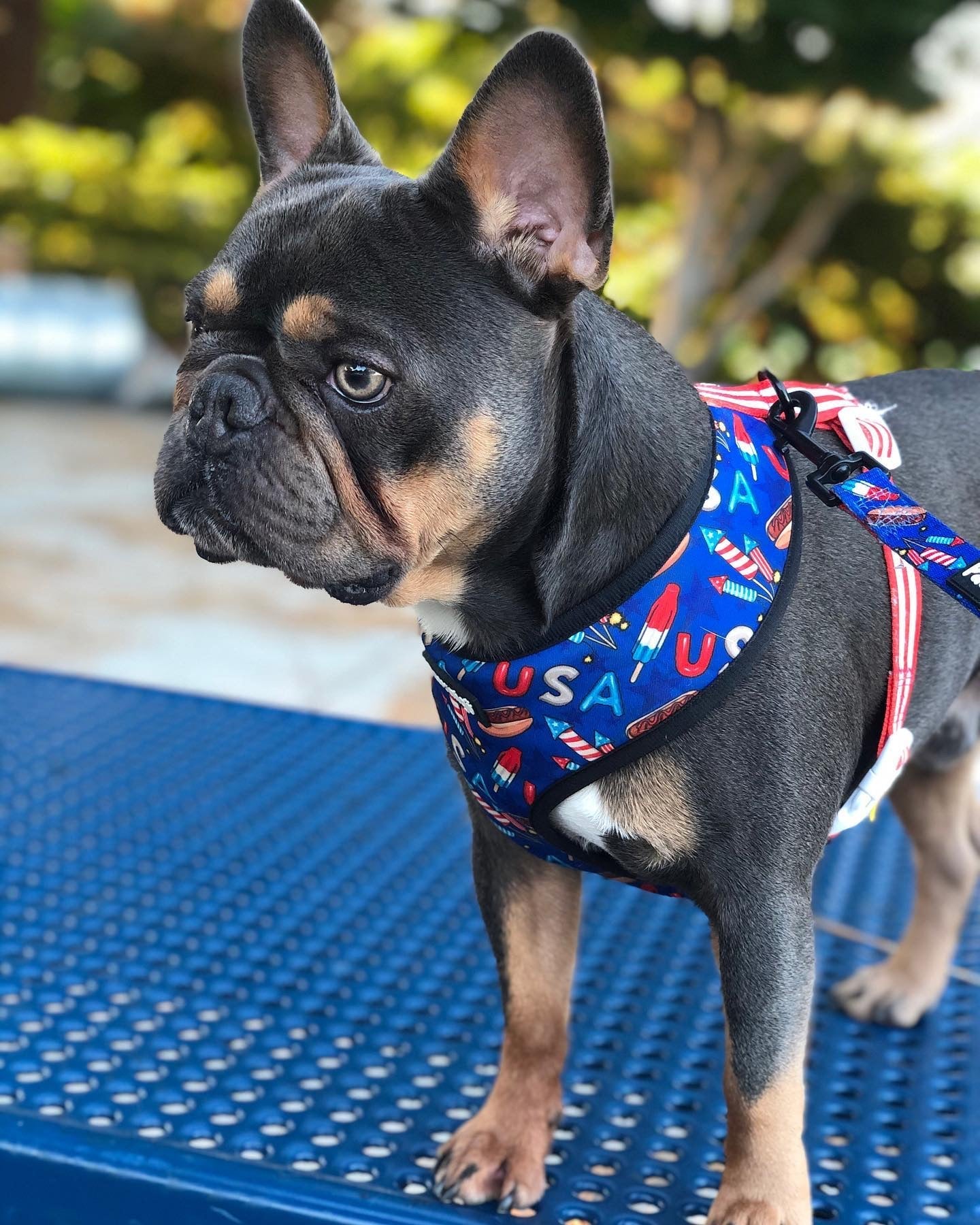Red, White & Bark Reversible Harness – Reversible Harness | Doggo Dream Shop