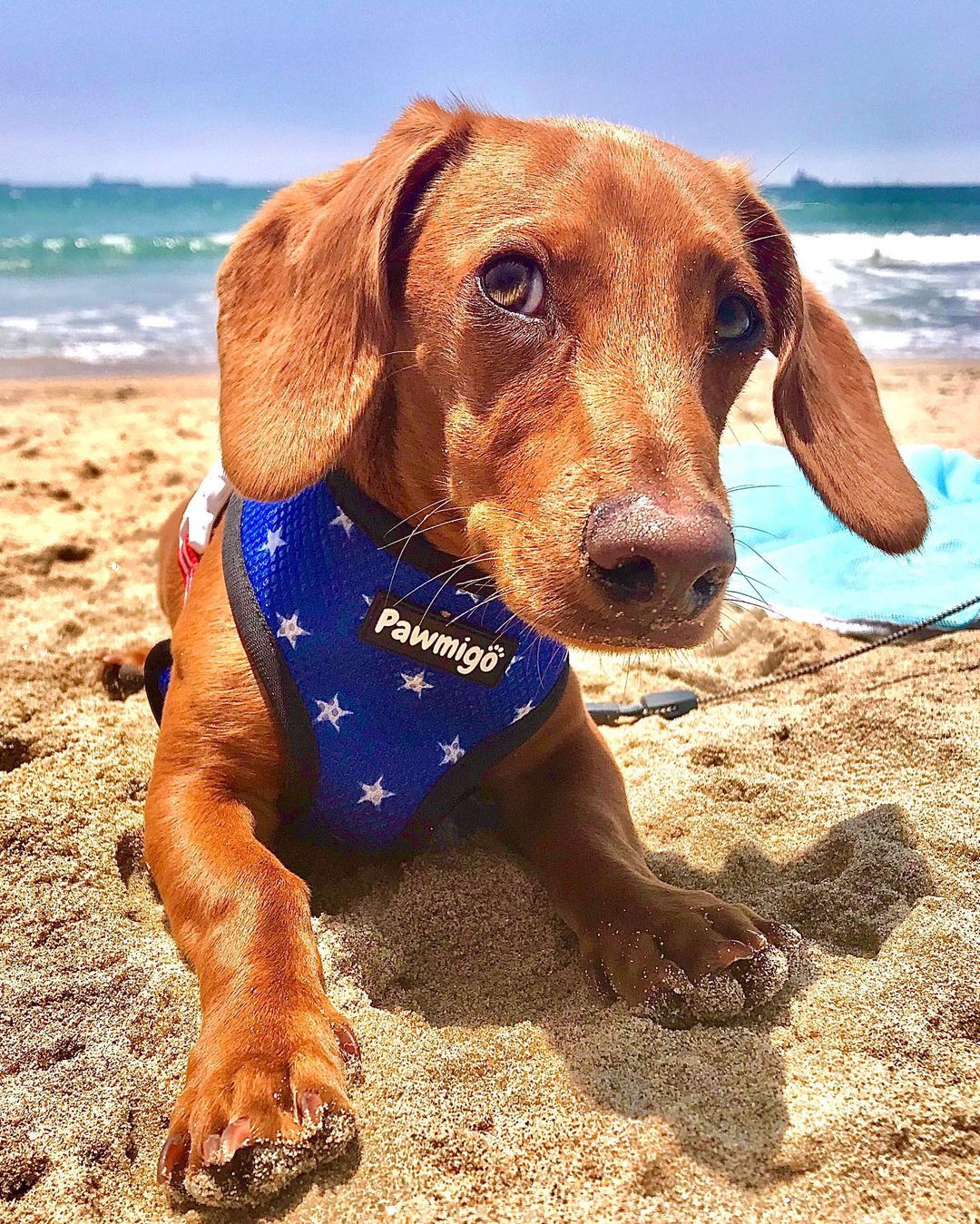 Red, White & Bark Reversible Harness – Reversible Harness | Doggo Dream Shop