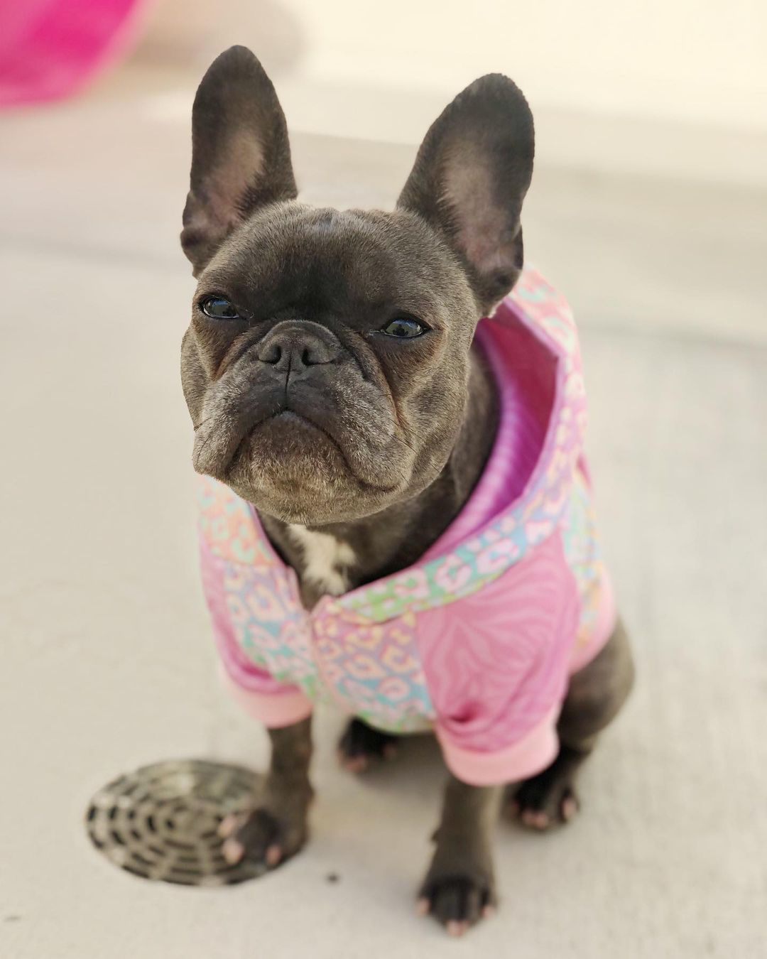 Slumber Pawty Hoodie – Hoodie | Doggo Dream Shop