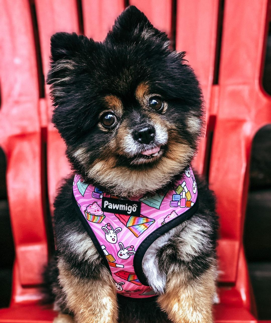 Slumber Pawty Reversible Harness – Reversible Harness | Doggo Dream Shop