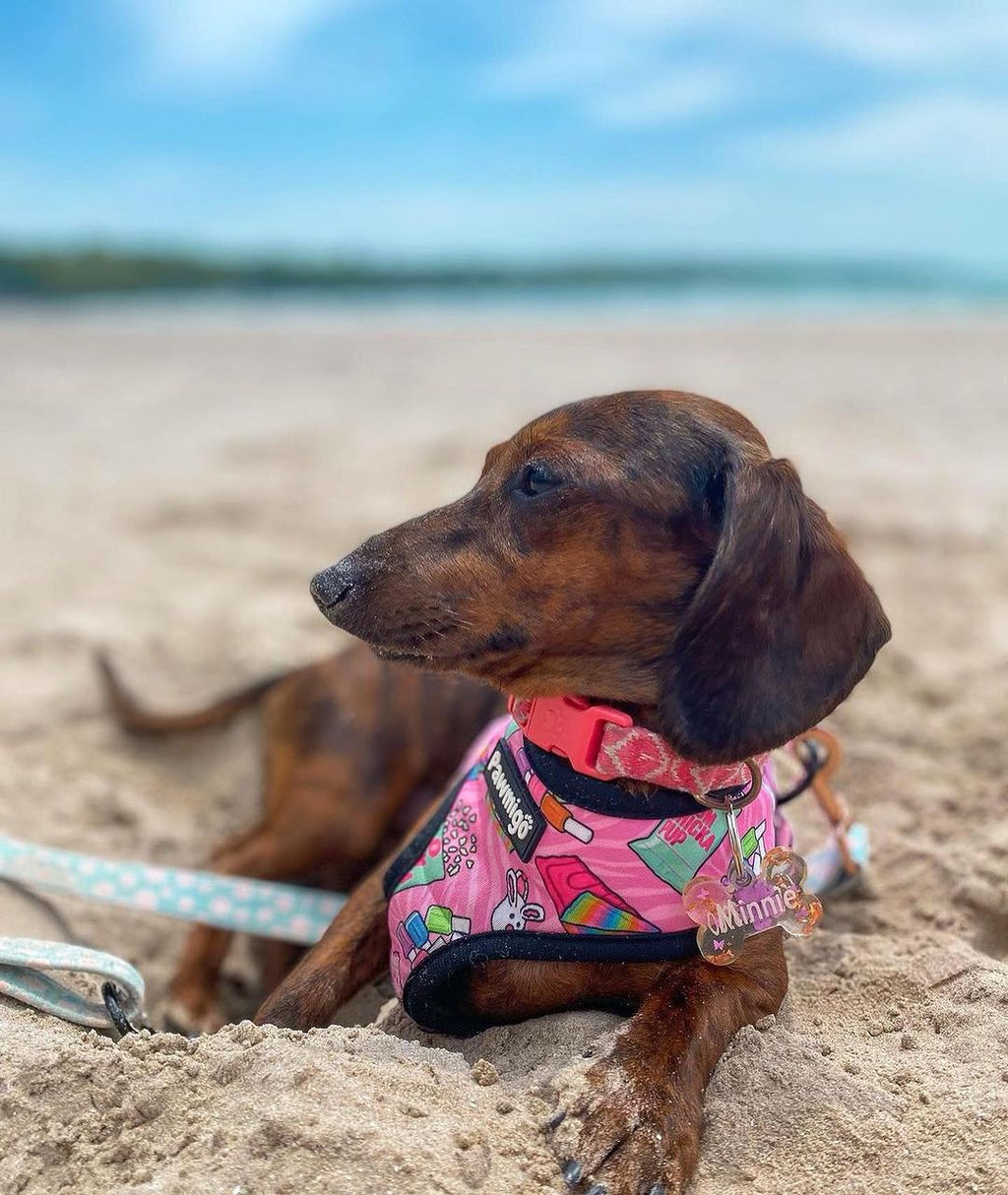 Slumber Pawty Reversible Harness – Reversible Harness | Doggo Dream Shop