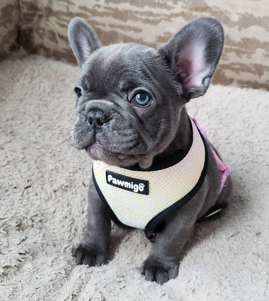 Slumber Pawty Reversible Harness – Reversible Harness | Doggo Dream Shop