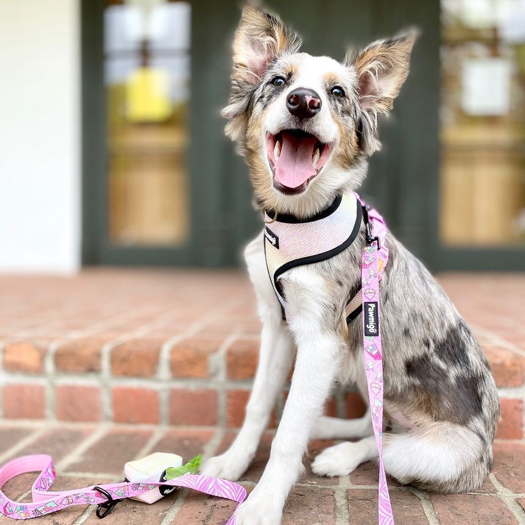 Slumber Pawty Leash Kit – Leash Kit | Doggo Dream Shop
