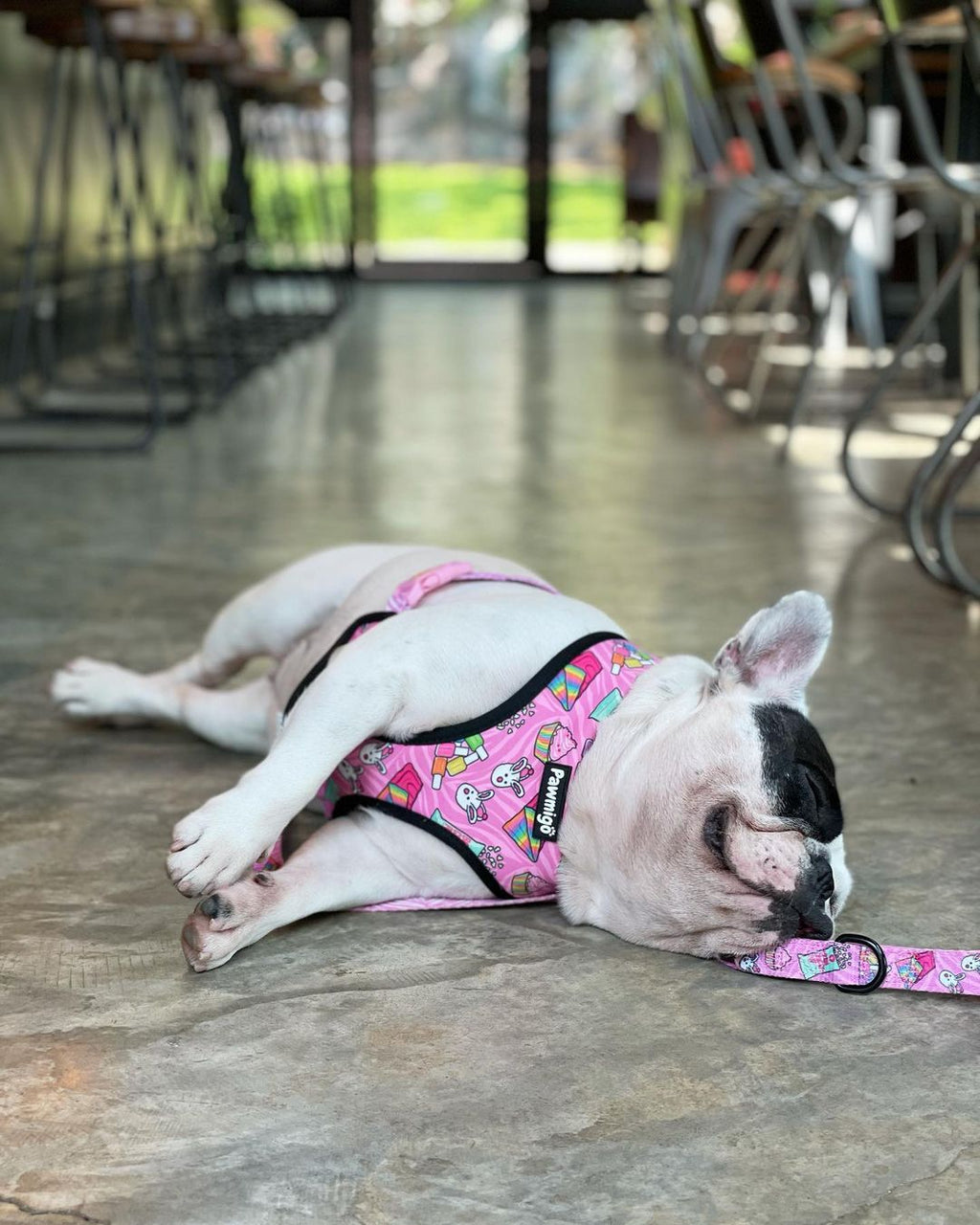 Slumber Pawty Leash Kit – Leash Kit | Doggo Dream Shop